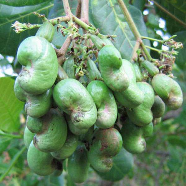 Cashew Seeds